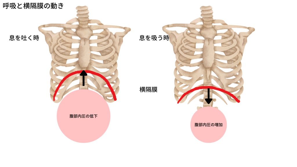 肋骨と横隔膜の関係