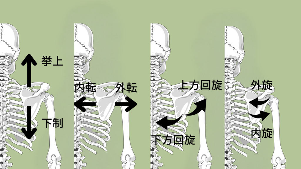 肩甲骨の動き
