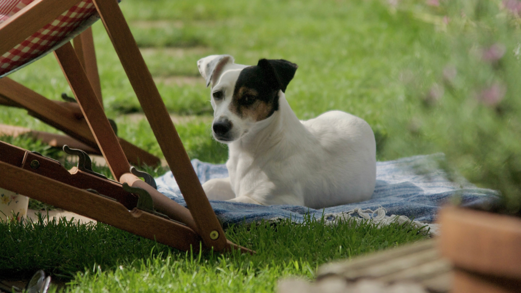 日当を避ける犬