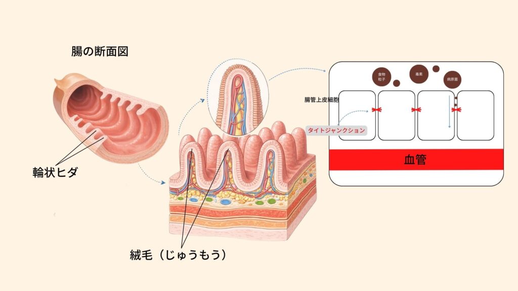 腸の断面と腸管上皮細胞