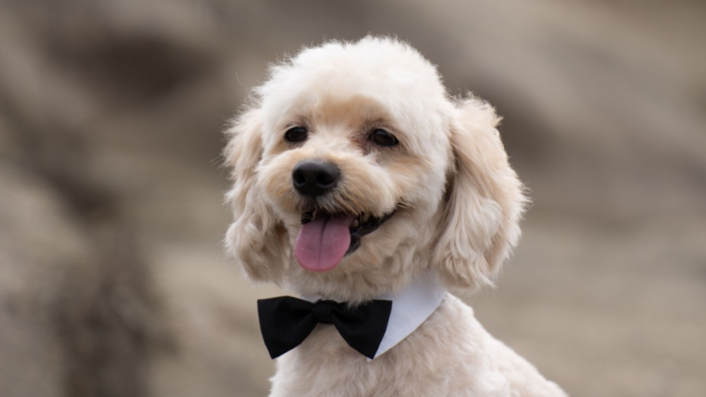 セロトニンを代表するかのような犬